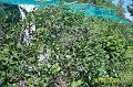 100_2466 (Copier)